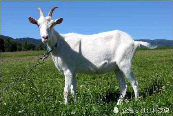 生肖羊 6月28号会与这个人相遇 是你这辈子的大贵人好好珍惜 腾讯新闻