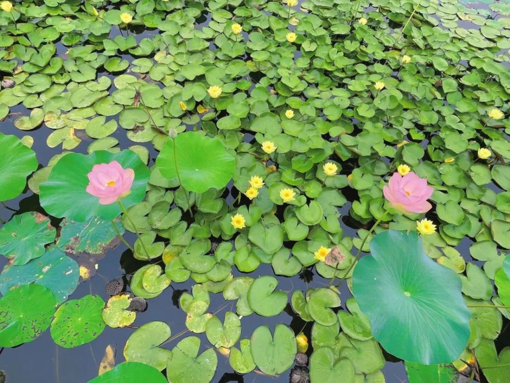 金湖荷花蕩荷花開香氣來