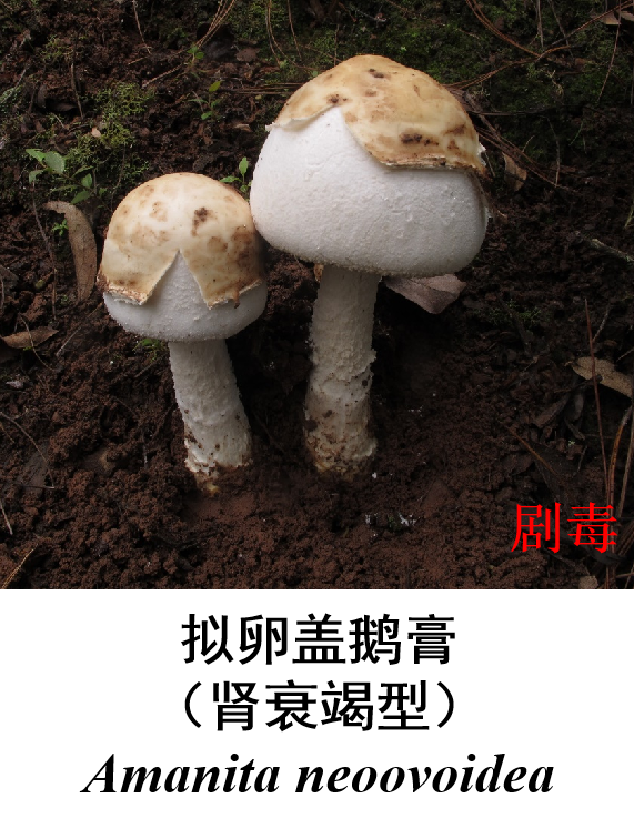 恩施州常見毒蘑菇圖鑑毒蘑菇所含毒素較複雜,或因地區,季節,品種和