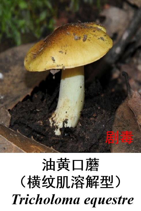 恩施州常见毒蘑菇图鉴毒蘑菇所含毒素较复杂,或因地区,季节,品种和