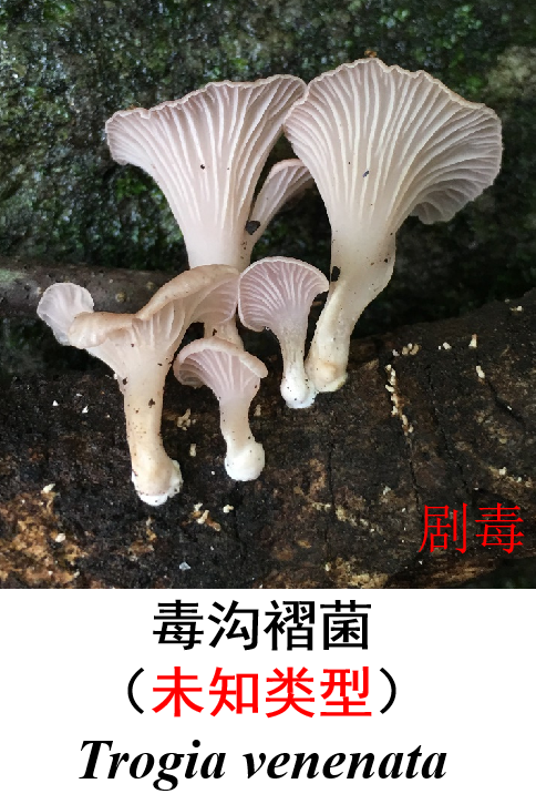 恩施州常見毒蘑菇圖鑑毒蘑菇所含毒素較複雜,或因地區,季節,品種和