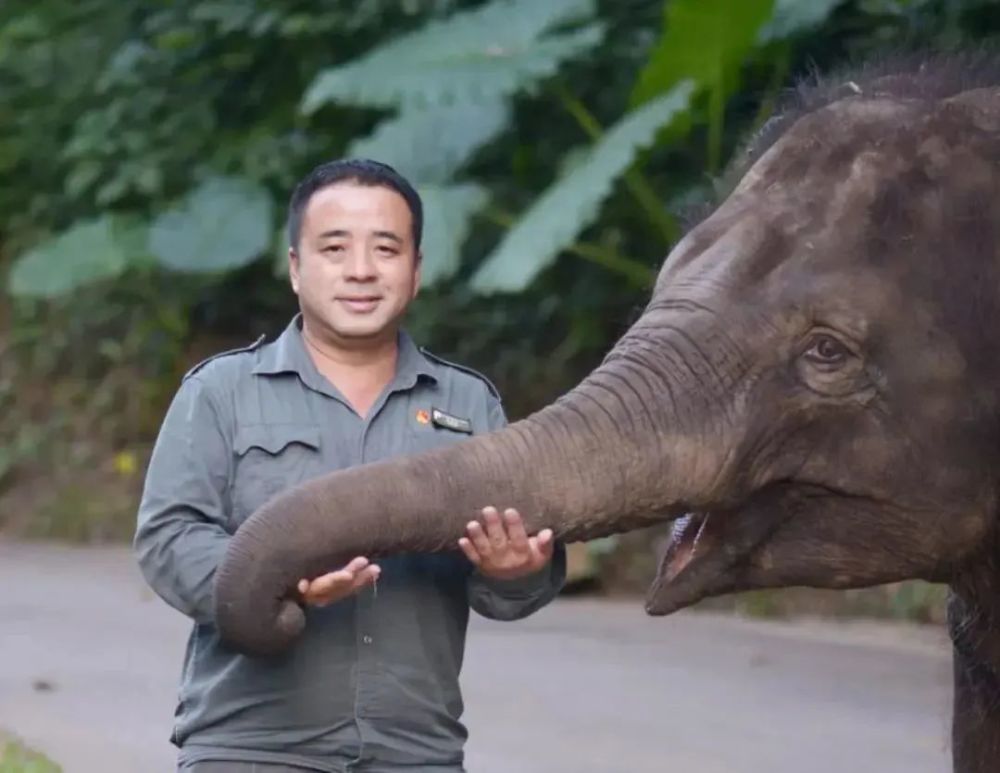 祝云南"象爸爸"们节日快乐!_腾讯新闻
