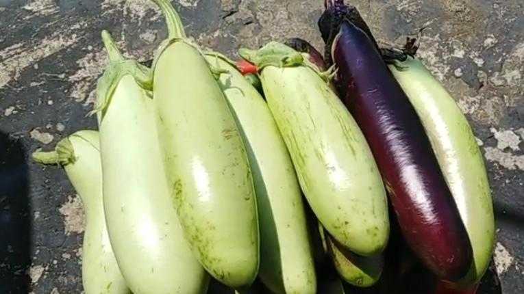 茄子的五种烹饪方法 每一种都美味 值得收藏 腾讯新闻