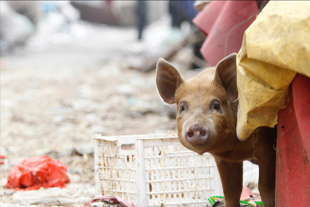 牛猪扎堆出栏,生猪价格"破七入六",离反弹还有多远?