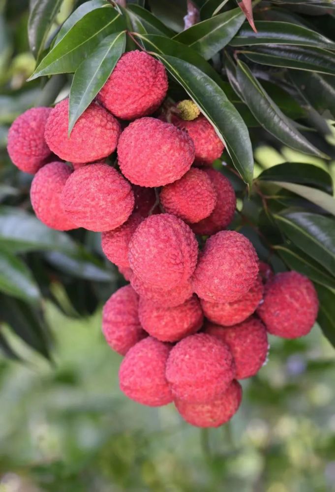 紫娘喜"×"无核荔"亲本植物是巨美人是人工有性杂交创制的荔枝新品种