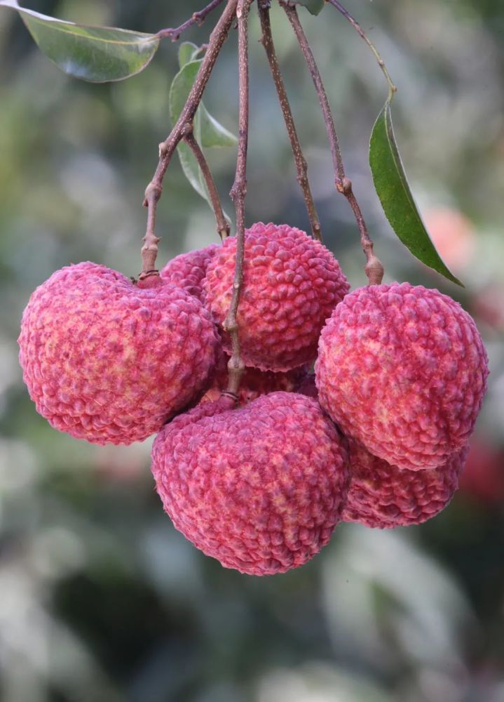 阳西这个荔枝新品种欲与苹果比大小