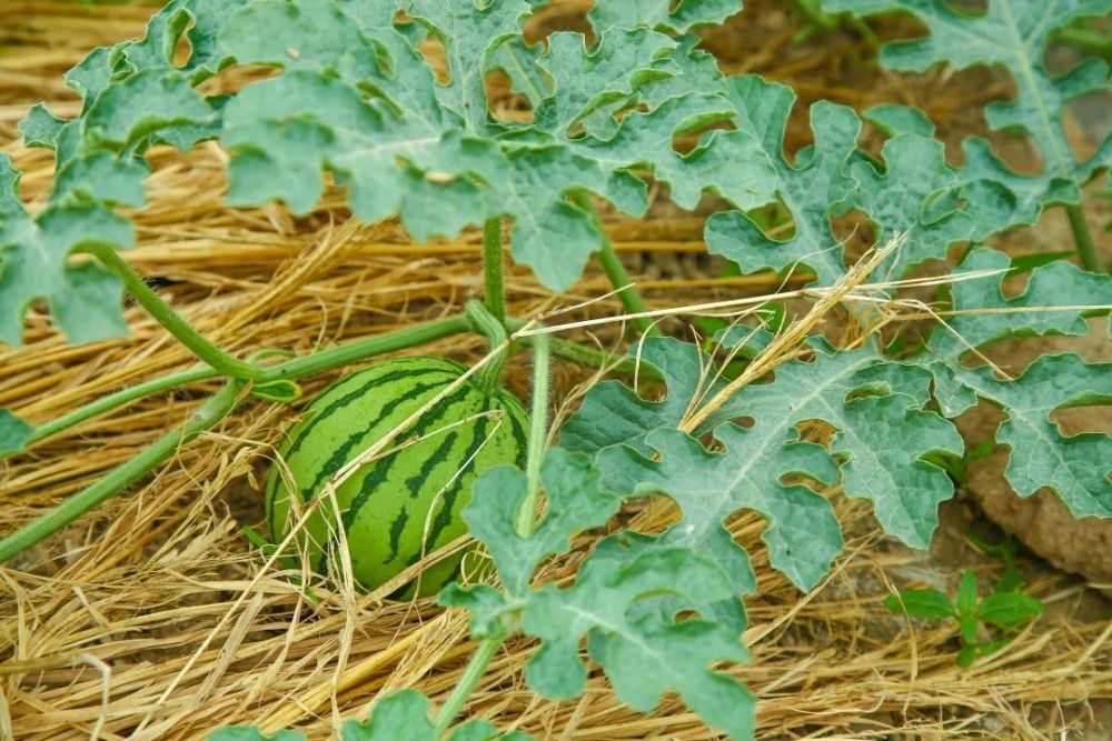 西瓜追肥:有5"怕",重视不足,产量低,甜度小,风味差_腾讯新闻