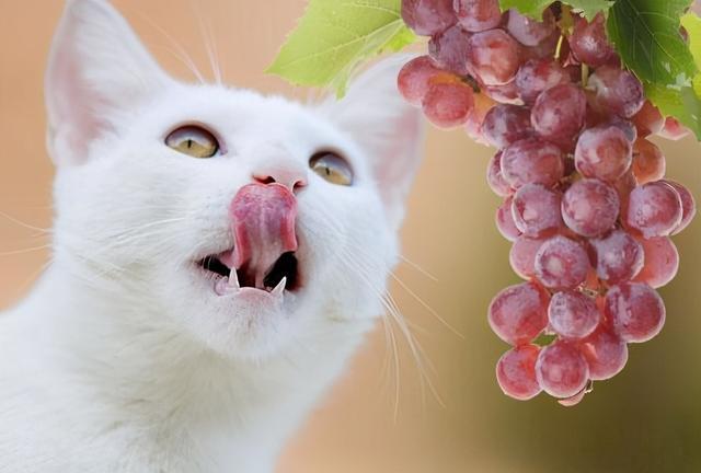 烂胃王被揪出这几种食物长期喂猫可能致死