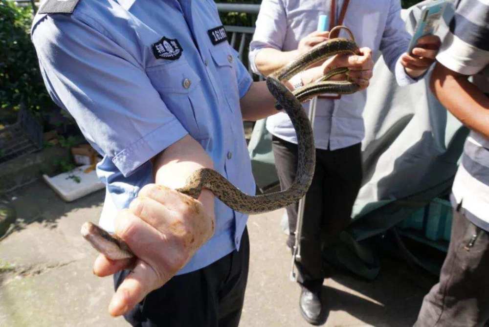 深夜,卧室内发出异响,男子打开手电一照吓得跳起:好大的蛇