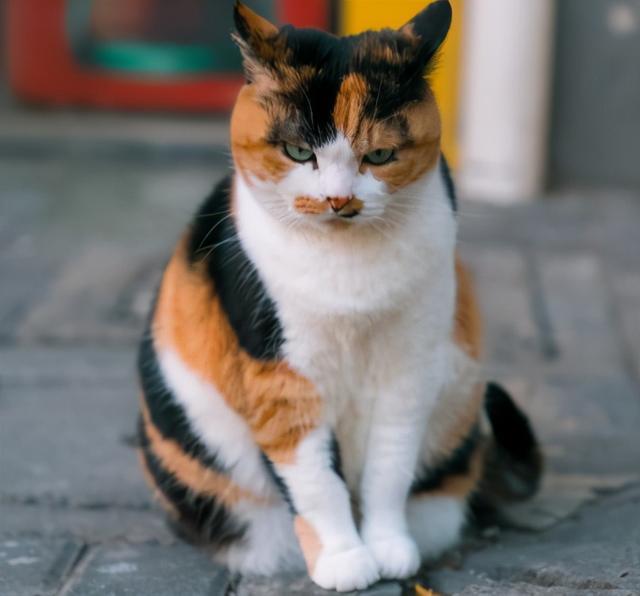 黄狸猫|黑白猫|玄猫|狸花猫|土猫|奶牛猫|猫咪|斑猫|三花猫|玳瑁猫