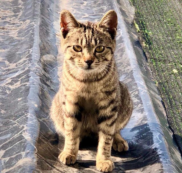谁说土猫土这些国内常见的土猫你告诉我究竟哪里土