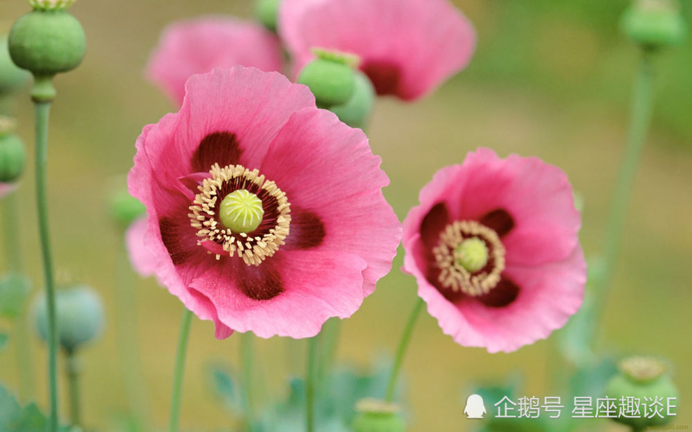 6月日星座运势 把握机会 乘势而上的四大星座 腾讯新闻