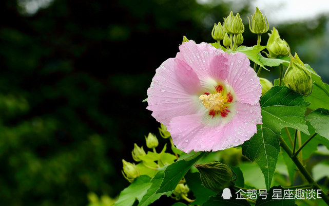 6月日星座运势 金牛头脑灵活 天秤当机立断 双鱼迎接挑战 星座运势 金牛座 双鱼座 天秤座