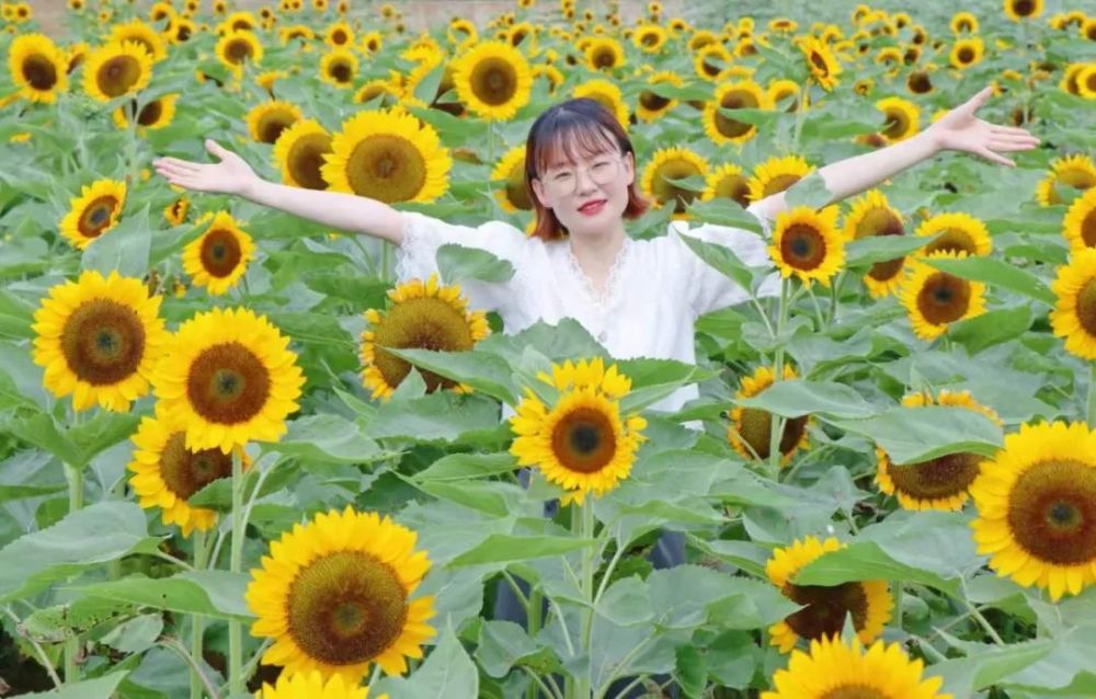 暑假臨近 放假有空一起去鳳凰溝 賞向日葵花海吧