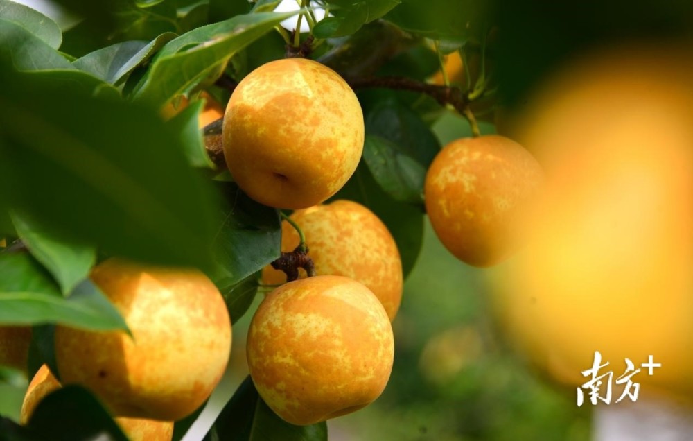 测农残保质量做直播拓销路连州水晶梨即将甜蜜上市