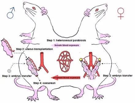 公鼠成功怀孕生崽 男人生孩子还远吗 全网搜