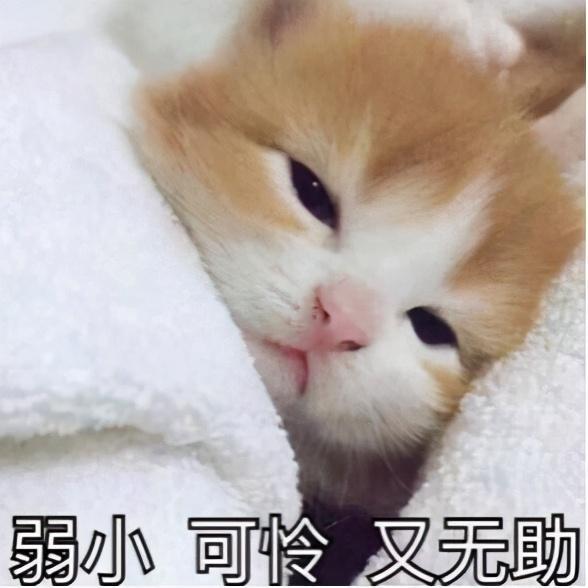 猫咪发抖可不是怕冷可能是在向你求救