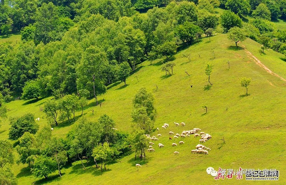 夏日,在张家川关山草原邂逅绿色海洋_腾讯新闻