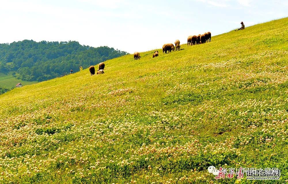 夏日,在张家川关山草原邂逅绿色海洋_腾讯新闻