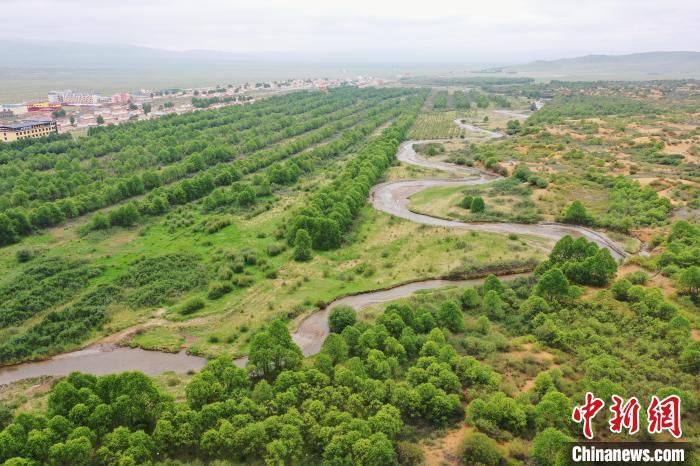 黄河生态草坪基地图片