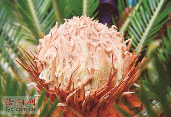 罕见洛阳这两颗雌雄铁树同时开花