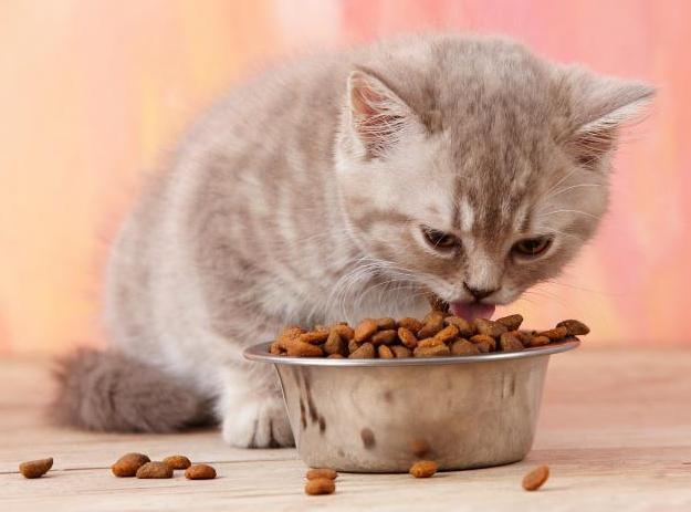 幼猫 成猫一天要吃多少猫粮 腾讯新闻