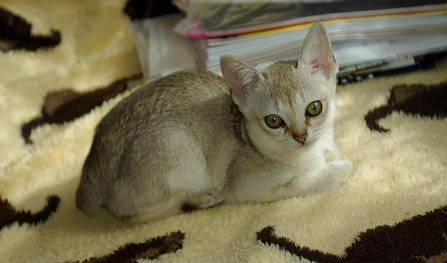 最爱掉毛的3种猫 和不掉毛的3种猫 你养对了吗 腾讯新闻