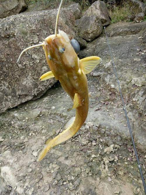 四川釣魚人釣起兩條鼠眼魚體型像黃辣丁但鼠頭鼠眼