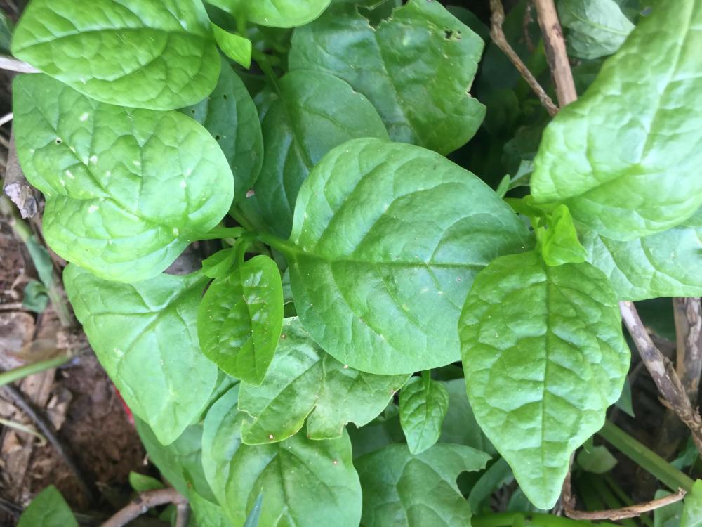 木耳菜也是家鄉人常吃的野菜,它一般攀援在菜欄上,屬於纏繞性草本植物