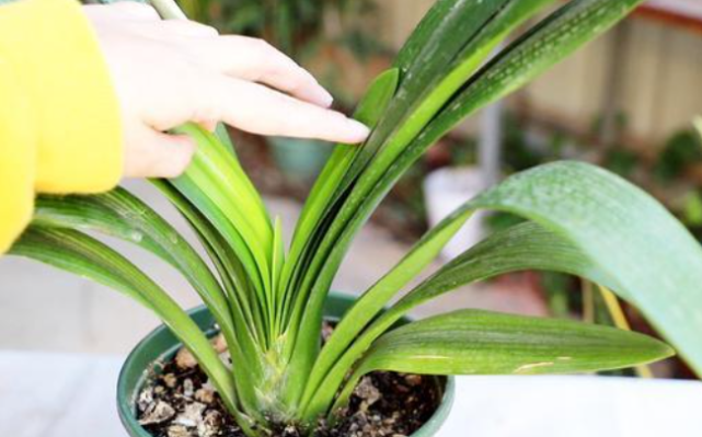 君子兰浇水分"两季",浇水方法各不相同,掌握技巧就能不烂根