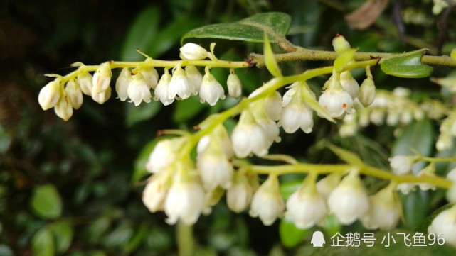 湖南资兴 在蓼市鲁塘的山林里 发现了难得一见的越橘花 腾讯新闻