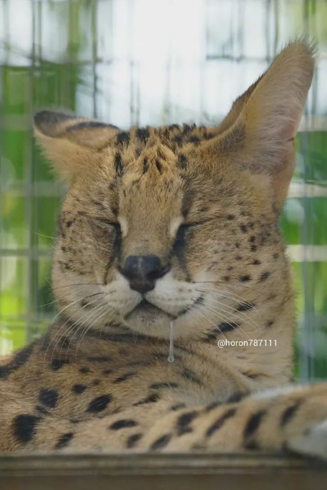睡觉流口水的薮猫眉眼邪魅结果长了娃娃脸