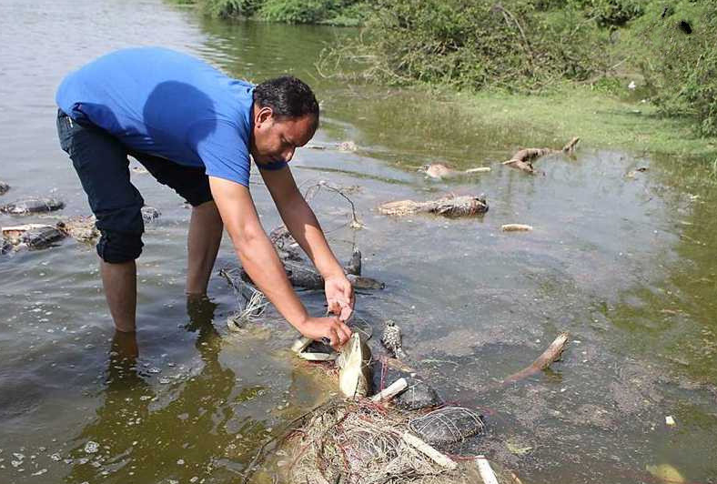 甲鱼泛滥这个问题,顺便还能大赚一笔,但是我们国家又不是傻,恒河水