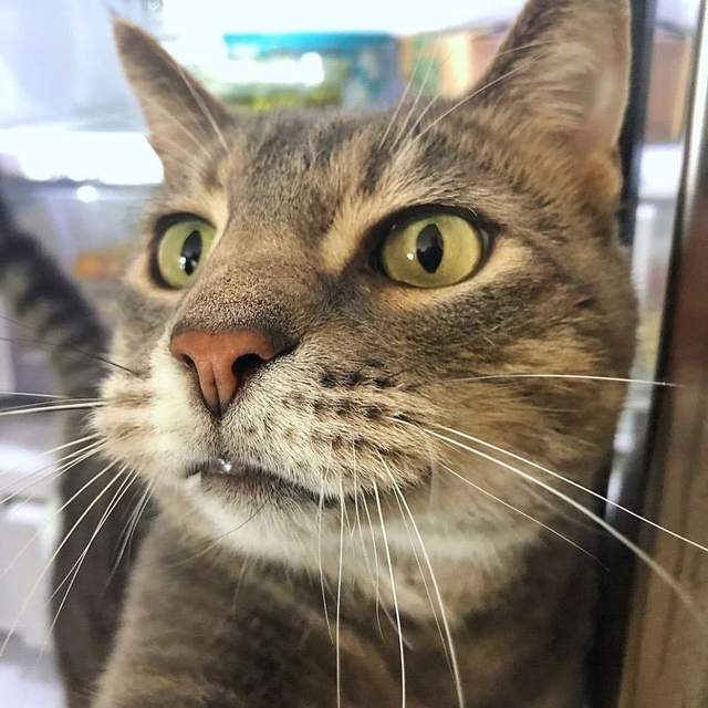 头像超火的社会猫和小弟们的自拍