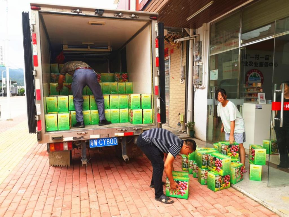 多的时候已经有荔枝运送到宝珠镇助农服务中心,在这里拣摘,剪枝,包装