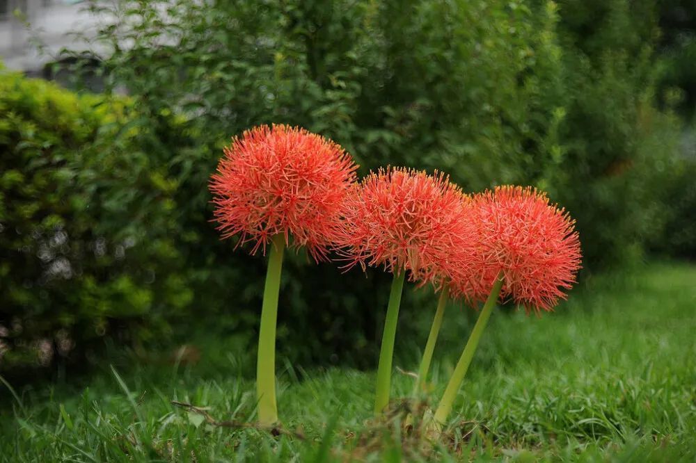 13种适合种在热带 亚热带地区的球根植物也可以养成北方的盆栽 腾讯新闻