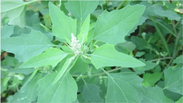 小时候路边常见的10种野菜现在找都找不到你吃过几种