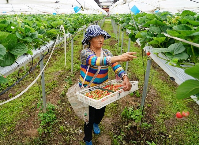 工人在采摘高架栽培草莓