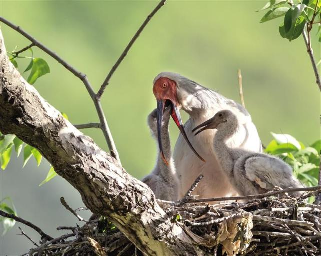唐朝谋摄陕西日报讯 (记者 赵杨博 通讯员 吴小曼)6月18日,记者从铜川