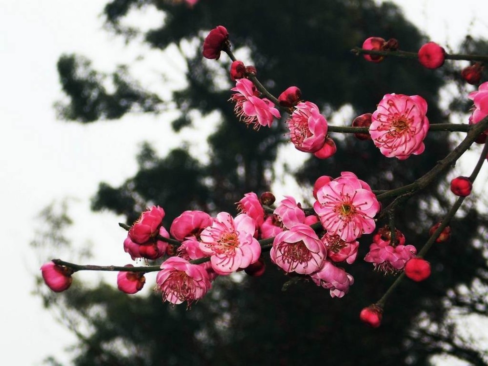 梅花的花言草语 腾讯新闻