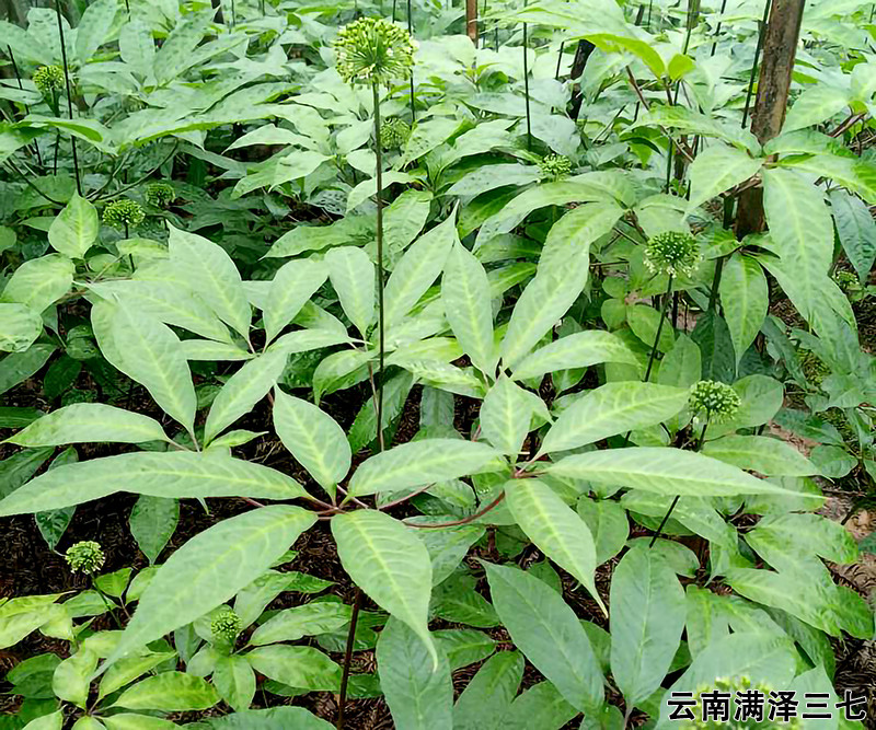 古代又称枣参,血参,三七,田三七,山七,山漆等,因三七是一种人参植物