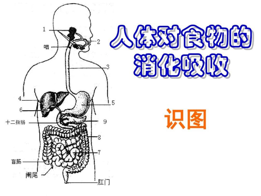 食物是如何被人体消化吸收的