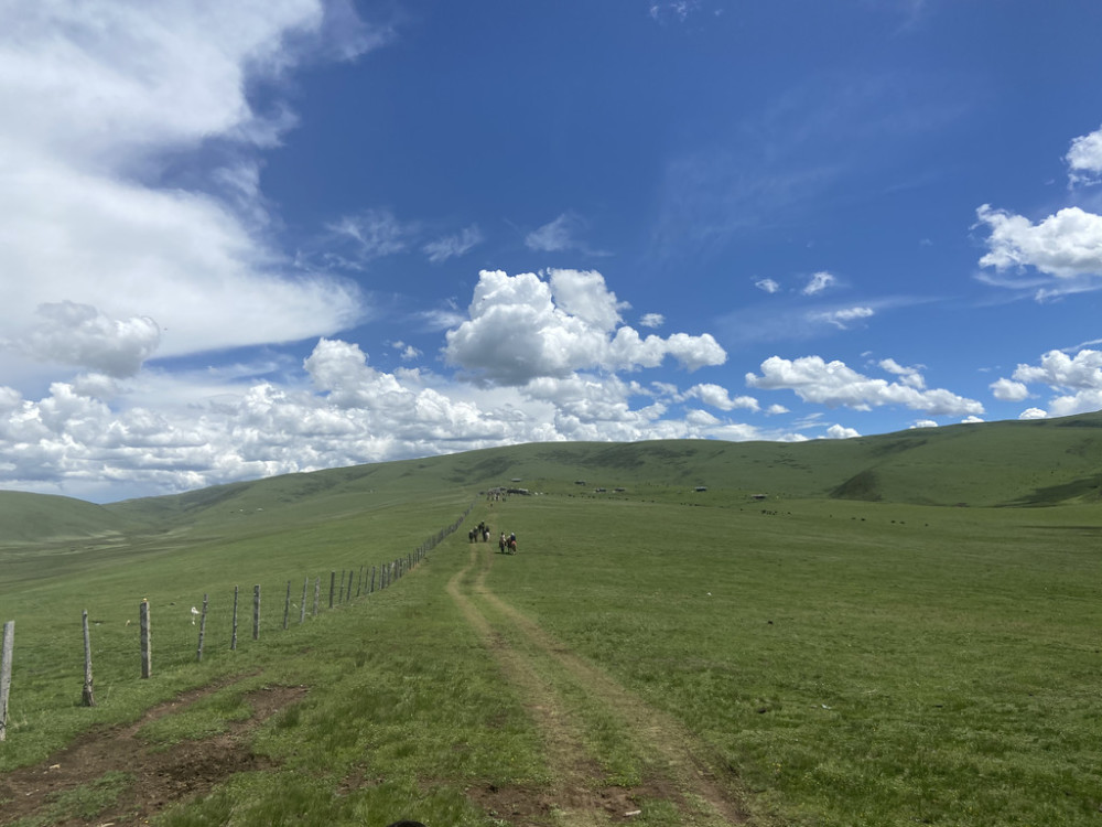 致富花 盛放宗塔草原 偏远牧区旅游路越走越顺 腾讯新闻