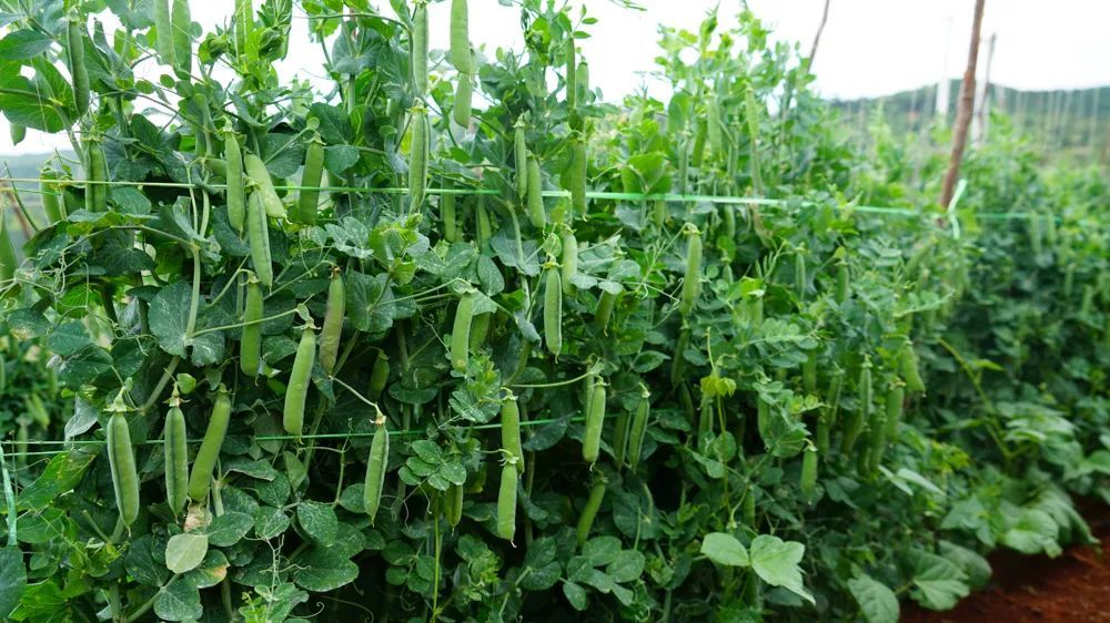 通过示范带动,坚定不移地推进错季豌豆产业种植持续快