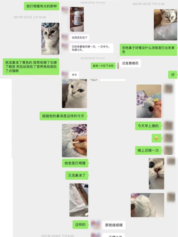 河源女生在一宠物医院买到 病猫 花费数千元治疗未好维权无门 腾讯新闻