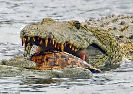 洪水淹没鳄鱼馆致鳄鱼爬出|俄罗斯_社会|鳄鱼|鳄鱼馆|雅尔塔