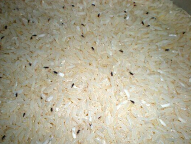 天热,最怕大米里生出"小黑虫",放一把"它",虫子不敢靠近