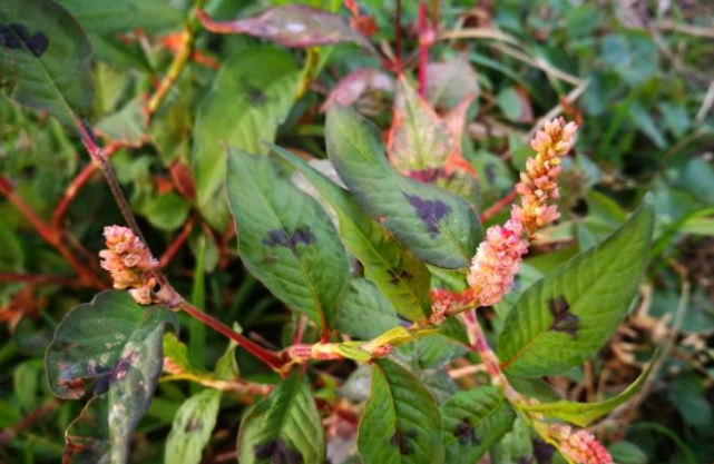 在荒野间,有一种形似做酒曲子的曲花的植物,在冬日里开红色的花,但这