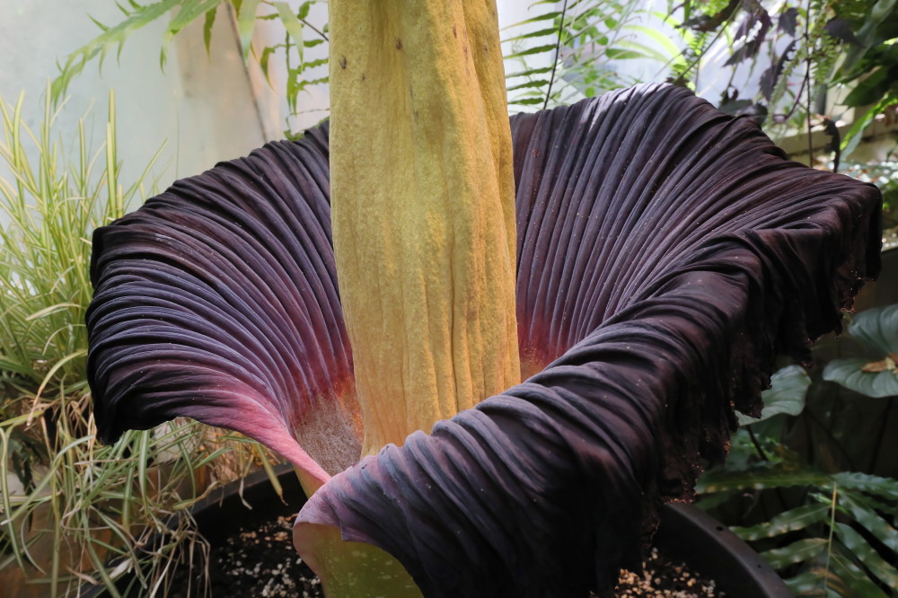 (外代二线)巨花魔芋开花