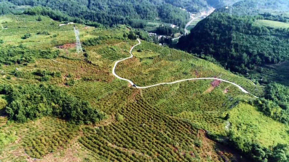 自2000年以来,龙里县借助退耕还林,刺梨石漠化综合治理东风,充分利用